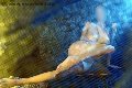 Foto Alina Ranieri Annunci Video Escort Rieti 3664350868 - 37